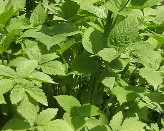 这种植物有着特殊的香气,且价值极其珍贵,是一种很不错的野菜