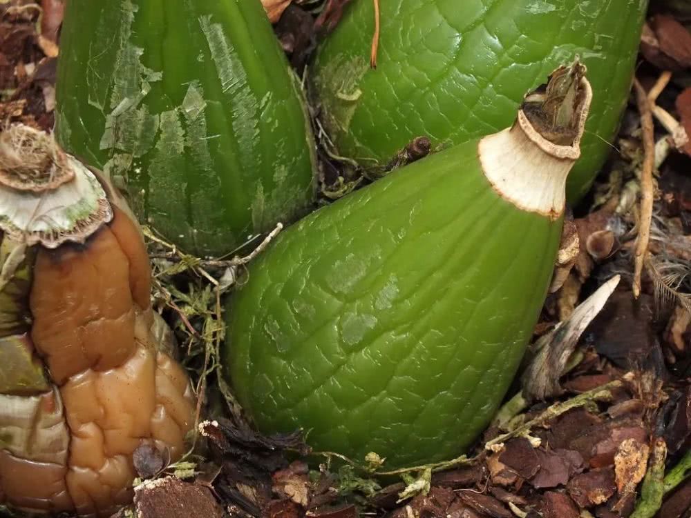 兰花的假鳞茎养不好别想叶子长得翠绿更别提孕育花朵了