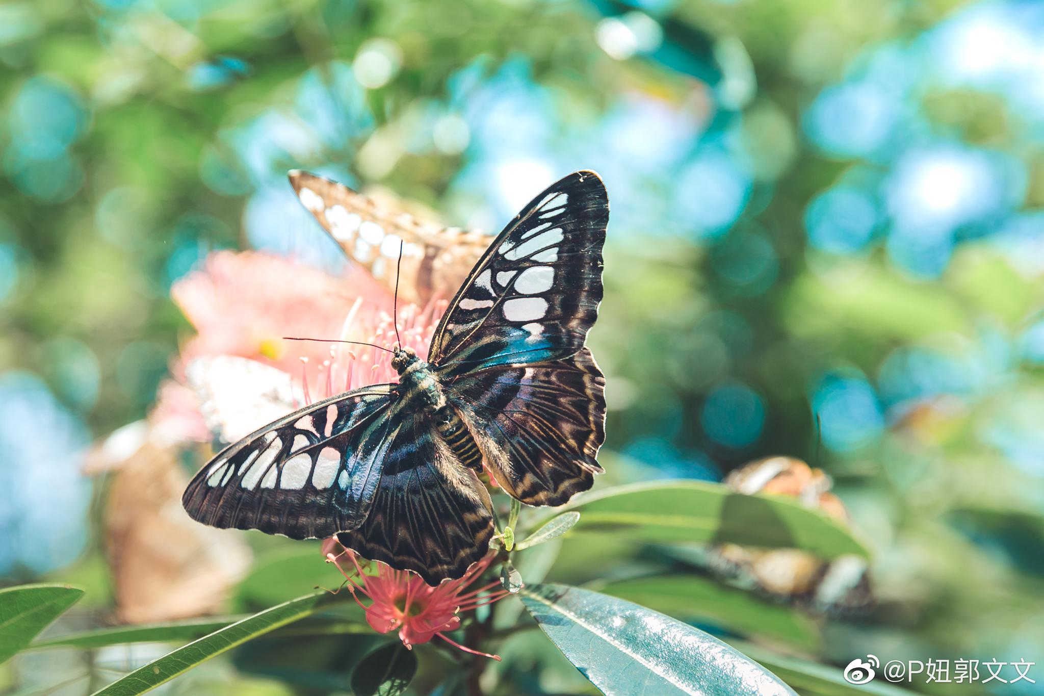 槟城的蝴蝶园penangbutterflyfarm建于1986年