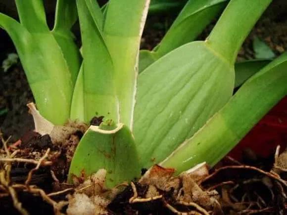 兰花的假鳞茎养不好别想叶子长得翠绿更别提孕育花朵了