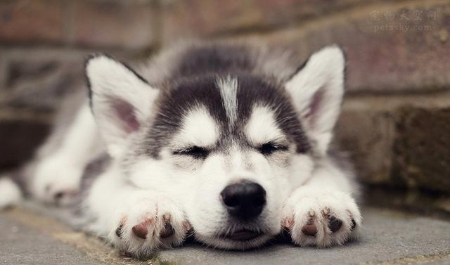 辟谣:被狗狗或者猫咪咬伤了,你必须去打狂犬病