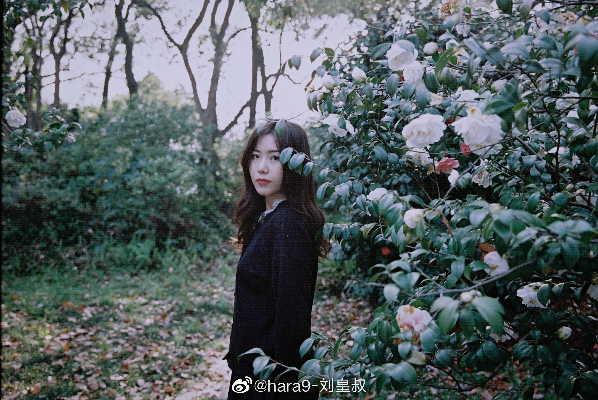 一阵微风吹来,树上的茶花随风飘落,可把我吸引住了