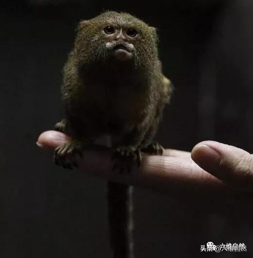 体型如人类手掌大的猴子,是最小灵长类,最大食物链天敌是鸟类!