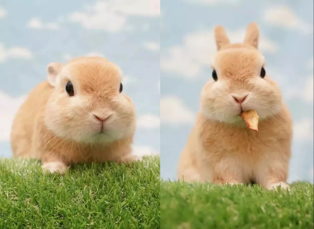 日本这位铲屎官一口气养了8只兔兔,每一只都超激萌!