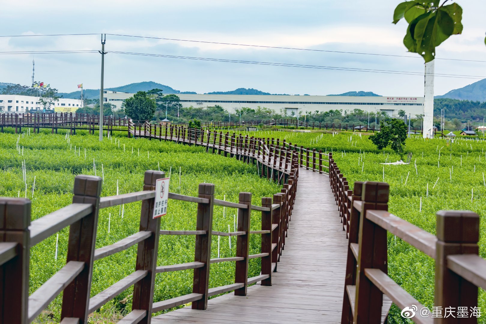 中国茉莉小镇,现已初具规模.虽然我们去的时节不对