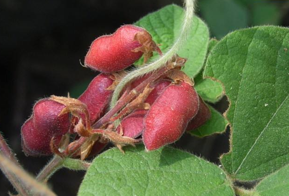 这种果实长得像黑豆,俗称"老鼠眼",老人都说它是"牙痛药"