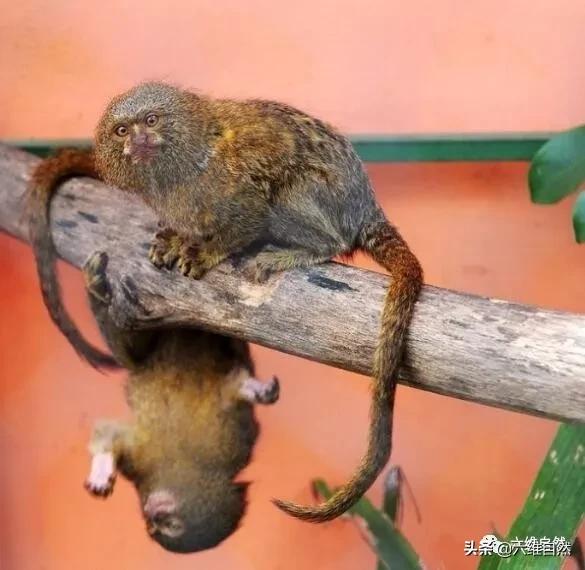 体型如人类手掌大的猴子，是最小灵长类，最大食物链天敌是鸟类！