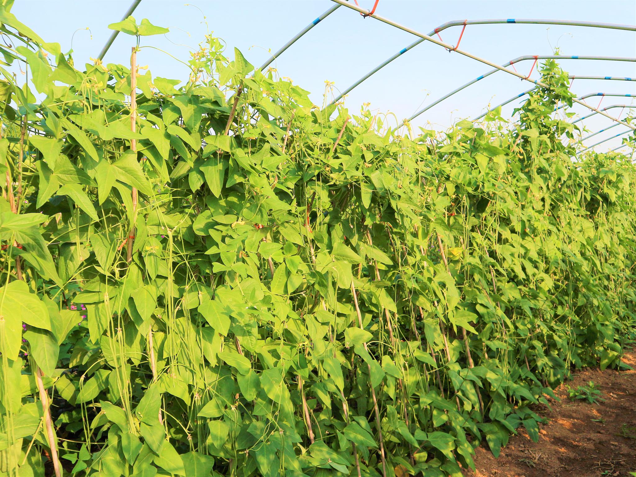 农民种植一种蔬菜种植管理很简单2亩收入20000元有啥秘诀