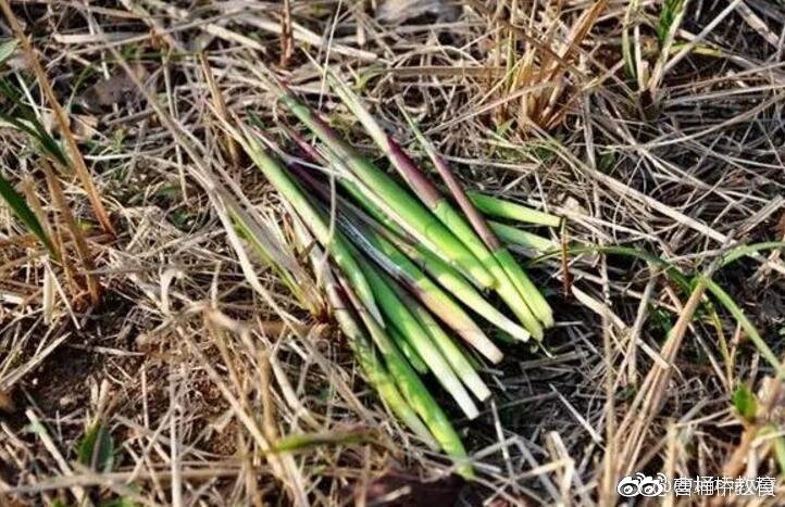 茅草(茅针)晚春的嫩芽剥开皮,里面的芽穗可以吃_高清图集_新浪网
