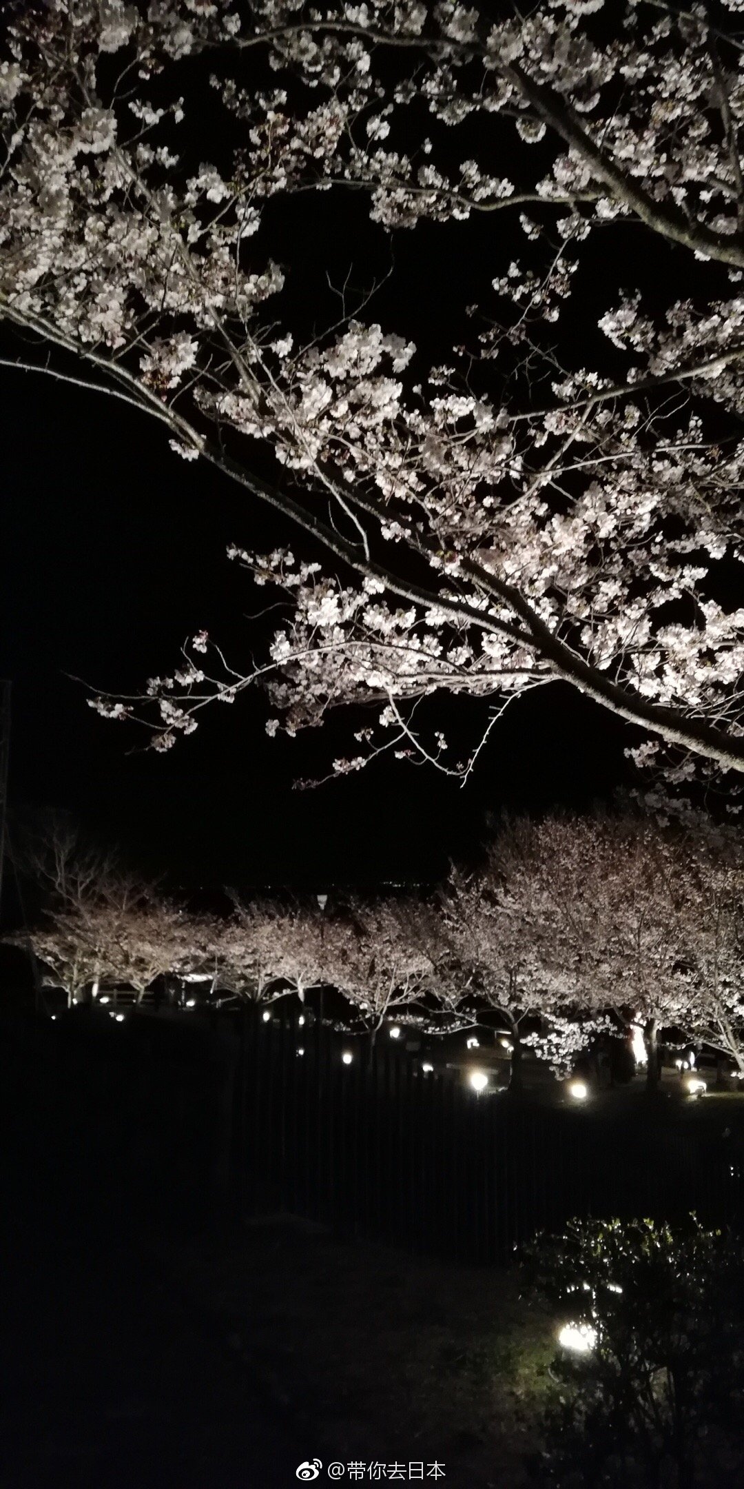 日与夜的须磨浦公园,有樱花祭り喔