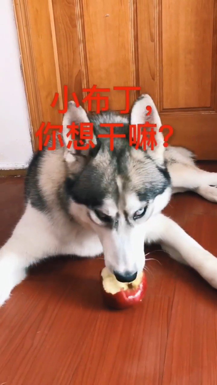 心机二狗子,这护食的眼神也是醉了