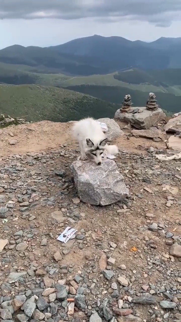 五台山白狐,见者大福