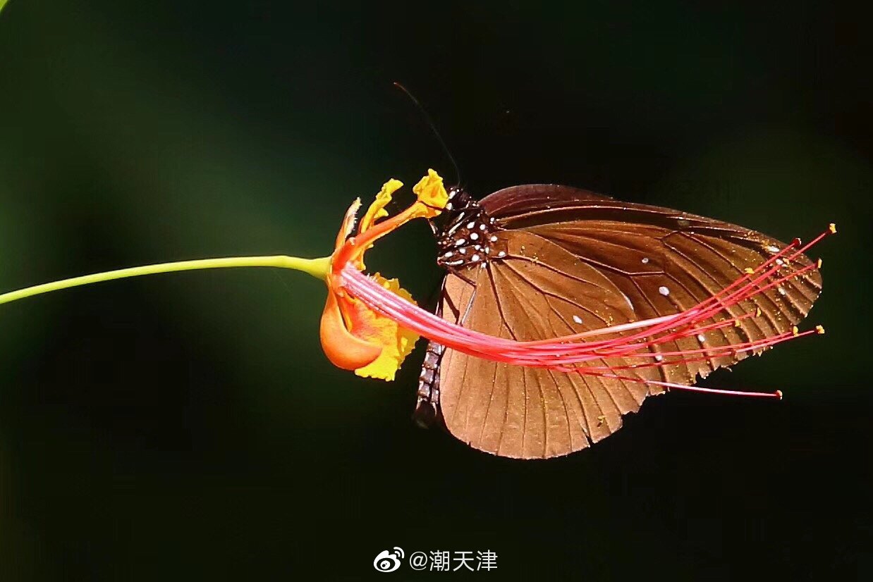 身边的小伙伴——幻蓝斑蝶,志诚同学不拍鸟改拍蝴蝶了