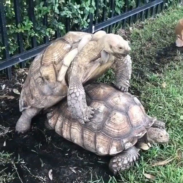 狗子:光喊号子不用气力当然是推不动的啦(fb