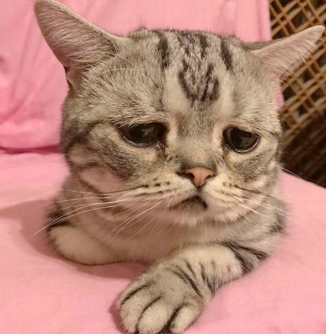 猫咪为讨食努力卖萌装可怜,样子让人笑喷,"唉,赏口吃的吧!