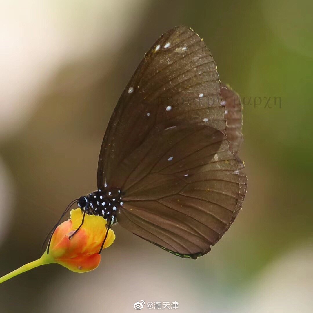 身边的小伙伴——幻蓝斑蝶,志诚同学不拍鸟改拍蝴蝶了