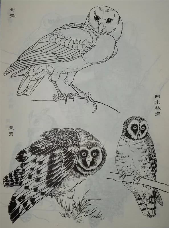 白描禽鳥類畫譜