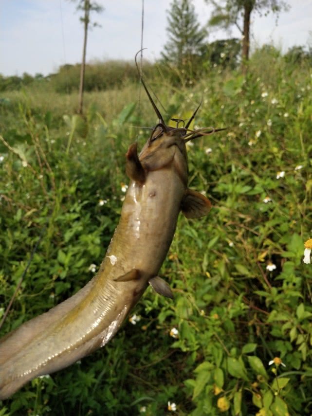 野河沟里钓到这种长胡子鱼,口中有股清甜之味