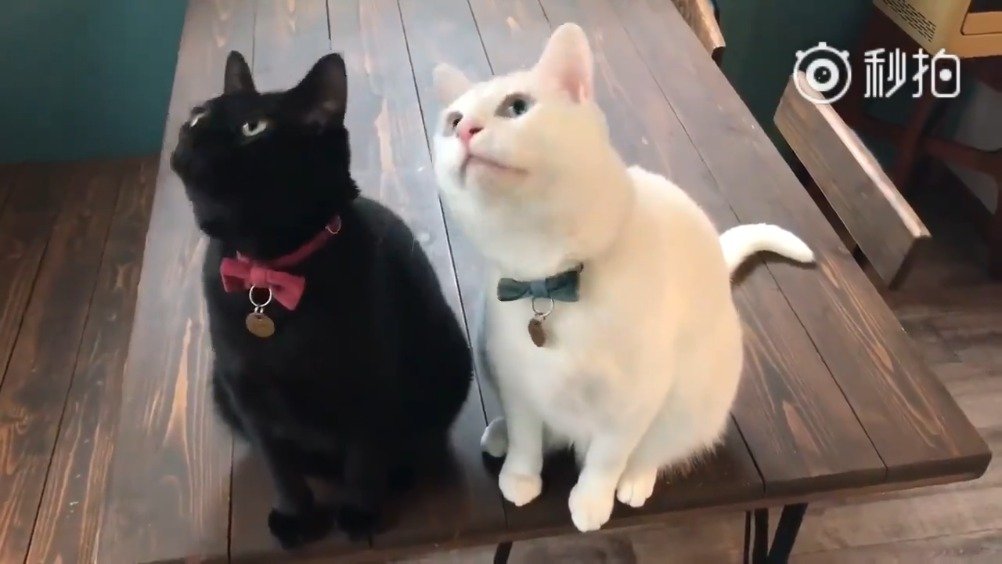 3只不同颜色的猫咪集齐后，玩起游戏好有感觉....