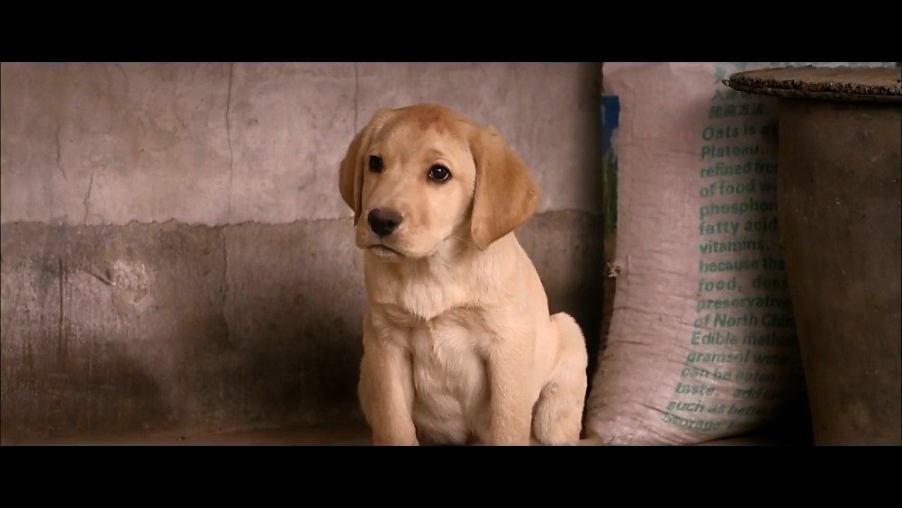 中国版一条狗的使命——忠爱无言盲剪.