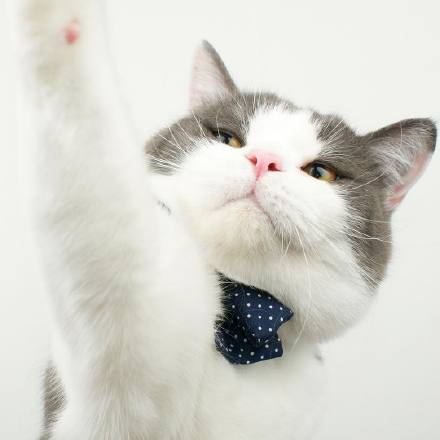 一只帅帅的肥猫，很酷可做头像！|酷可|肥猫|帅帅_新浪新闻