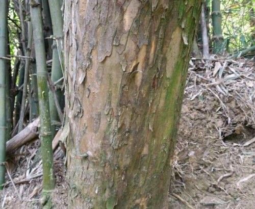 很多人知道柘木有黄金木之说,却不知道柘木有什么作用和功效?