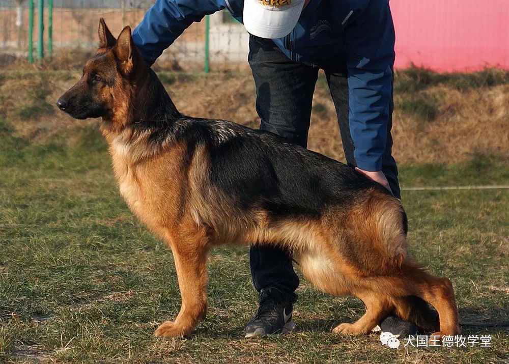 迎接2019陕西德牧繁荣又一春2018年csv华之源德牧培训报首