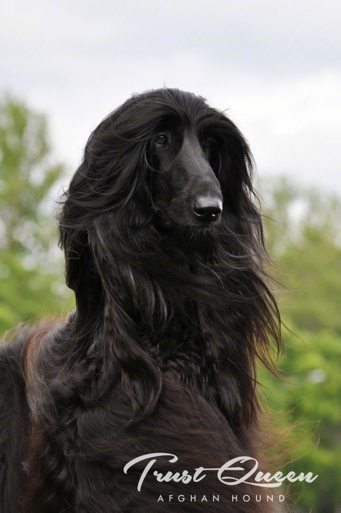 阿富汗猎犬图片大全图片