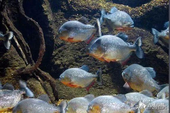 水蛭落入食人鱼群中迅速被分食水蛭还能在食人鱼肚里再生