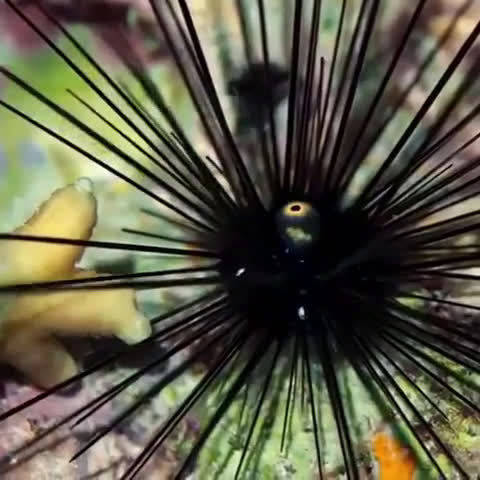 刺冠海胆的肛乳突看起来如同魔鬼眼睛