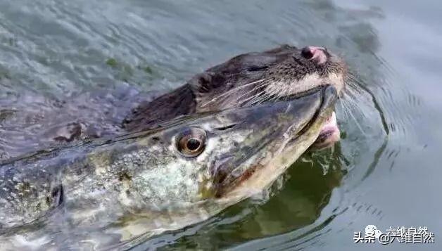 凶猛的海狼鱼遇到天敌水獭的袭击像狼牙般锋利尖牙却无法施展