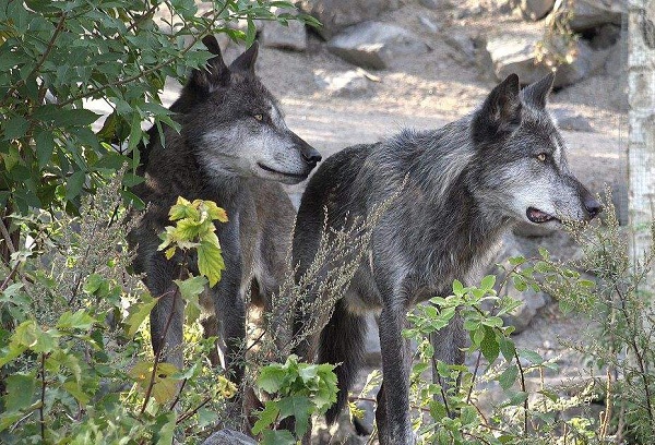 犬科动物战斗力排名,英国灰狼的战斗力是怎么样的人物有多强!