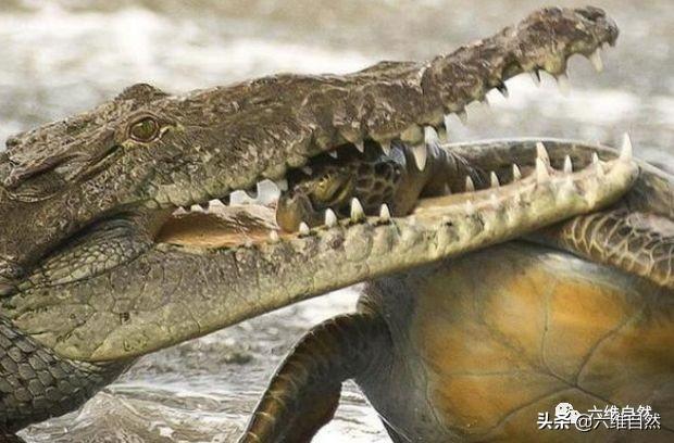 咸水鳄袭击大海龟,海龟即使缩头也不能自保,湾鳄能