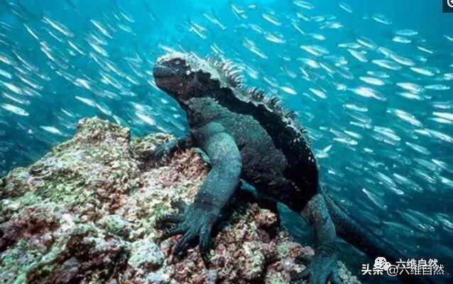 海鬣蜥被鱼群围困海底,吓得不敢爬动,海鬣蜥长得很
