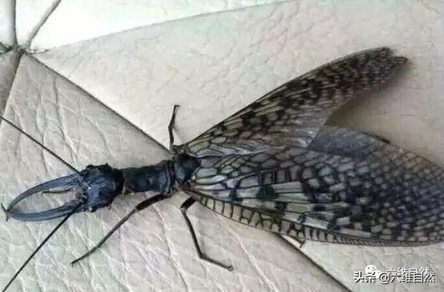 唐家河保护区发现两只奇异昆虫,一副大牙警告众人,专家表示欢迎