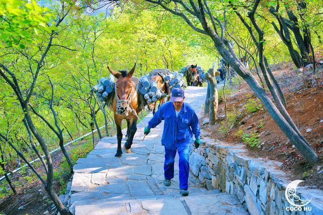 五一京郊完美假期坡峰岭黄栌花又开