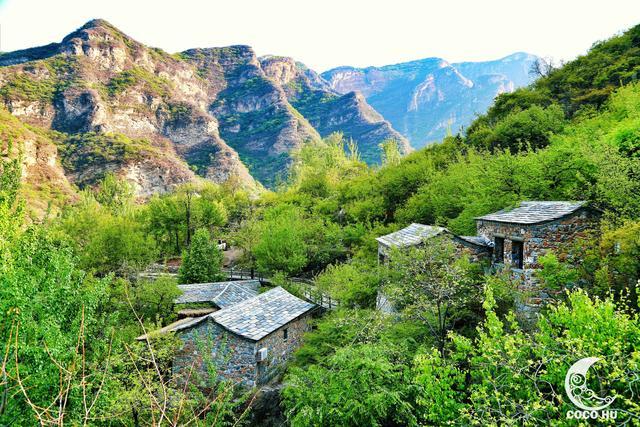 五一京郊完美假期坡峰岭黄栌花又开