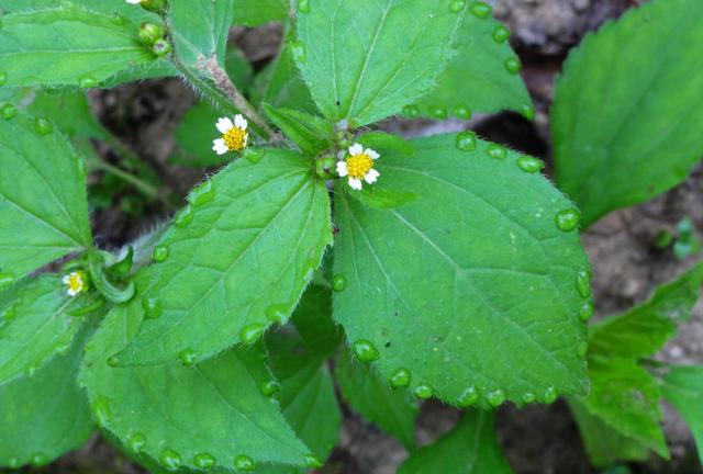 它是一种外来入侵植物,曾是农民痛恨的杂草,如今用它做火锅底料