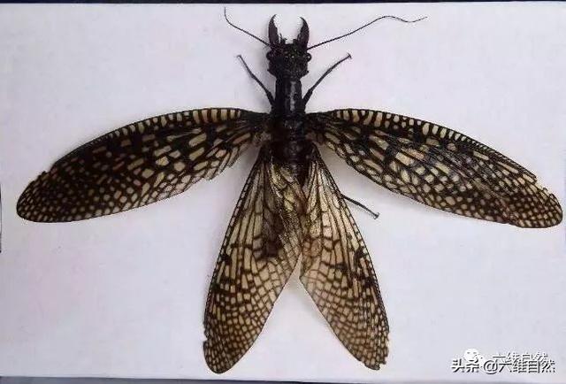 巨齿蛉的种类,全世界已知的有8种,其中6种分布在中国,同时由于很多