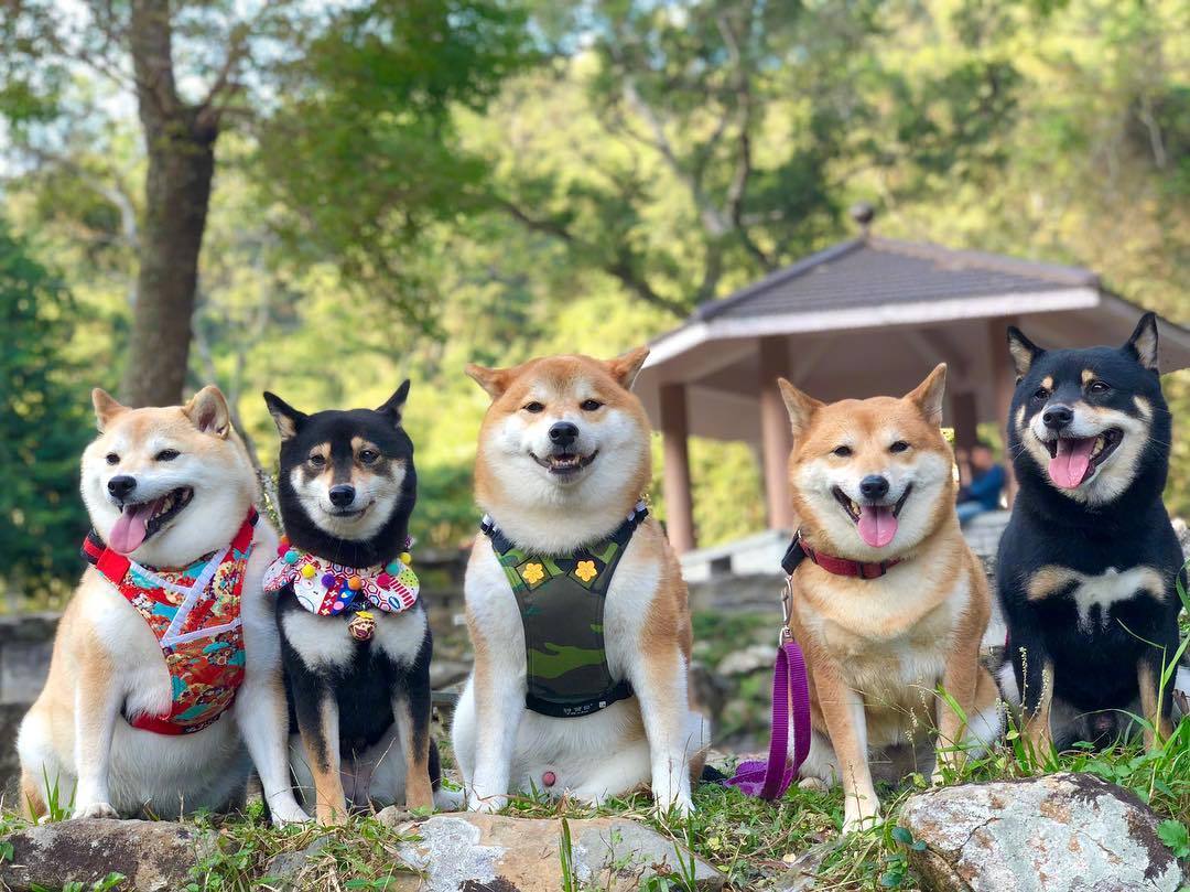 柴犬们的聚会郊游