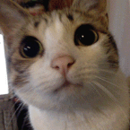 哪些整形项目最受欢迎?