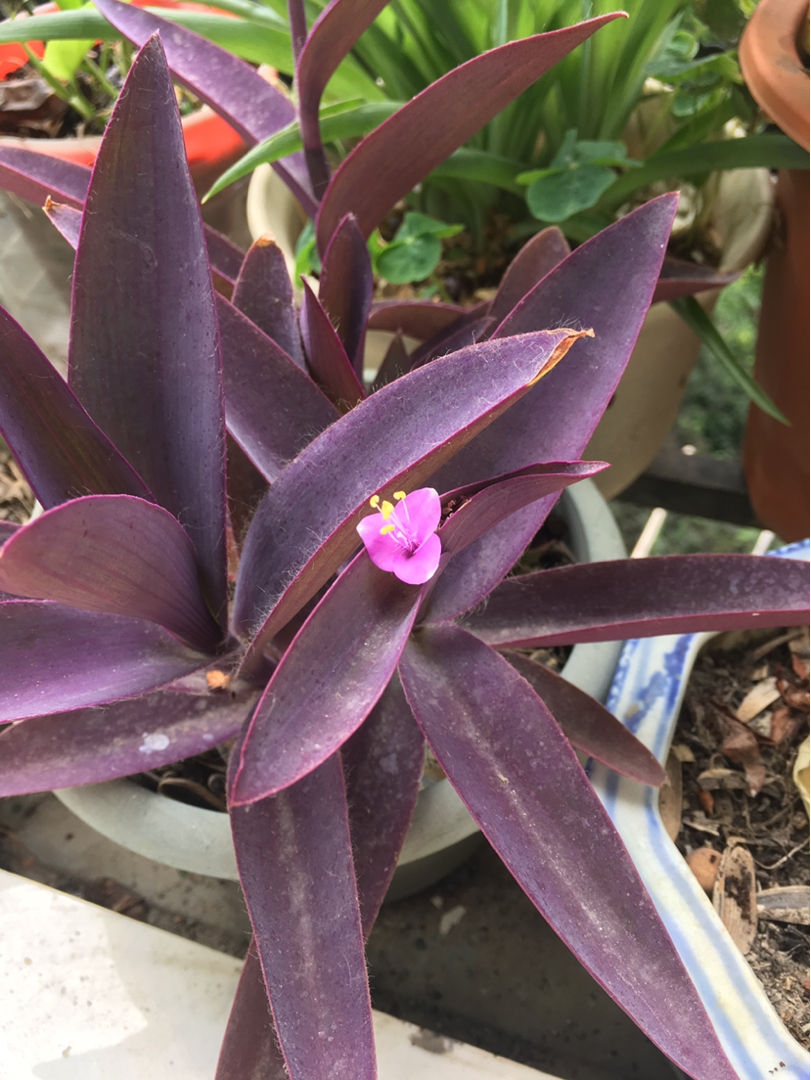 日超好养的紫竹梅注意5个点养几盆爆几盆