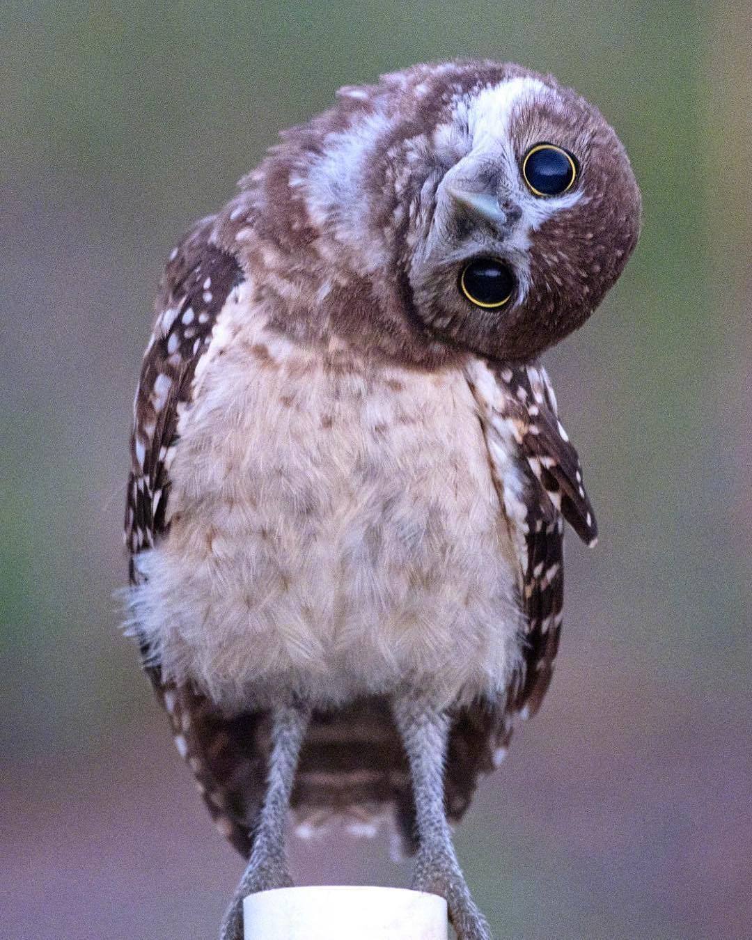 来自猫头鹰的歪头杀想不到森林卫士也会歪头卖萌ω