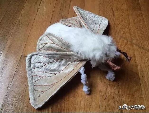 是蛾还是犬像贵宾犬的蛾子至今科学界都未确定这神秘蛾的分类