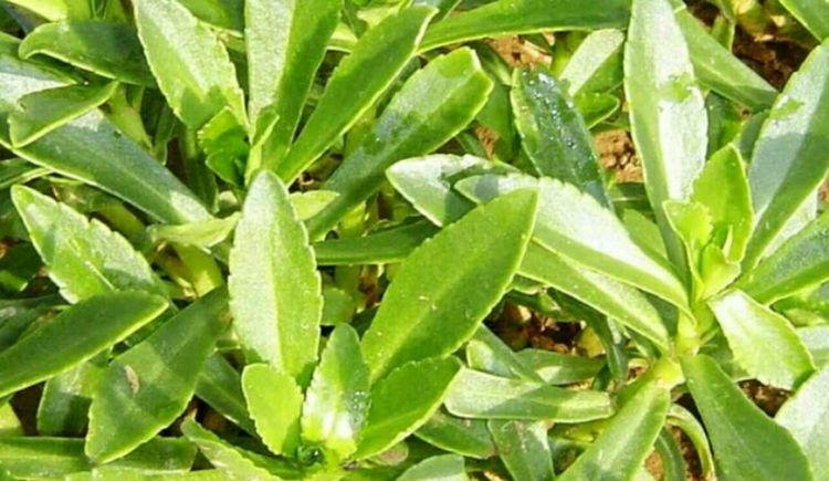 一种叫"金不换"野菜,养心安神,平肝补血,是抗肿瘤中草药之一