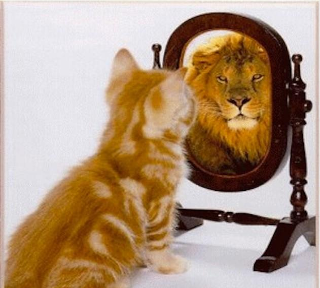 猫咪照镜子的4种反应,快看看你家喵属于哪一型?