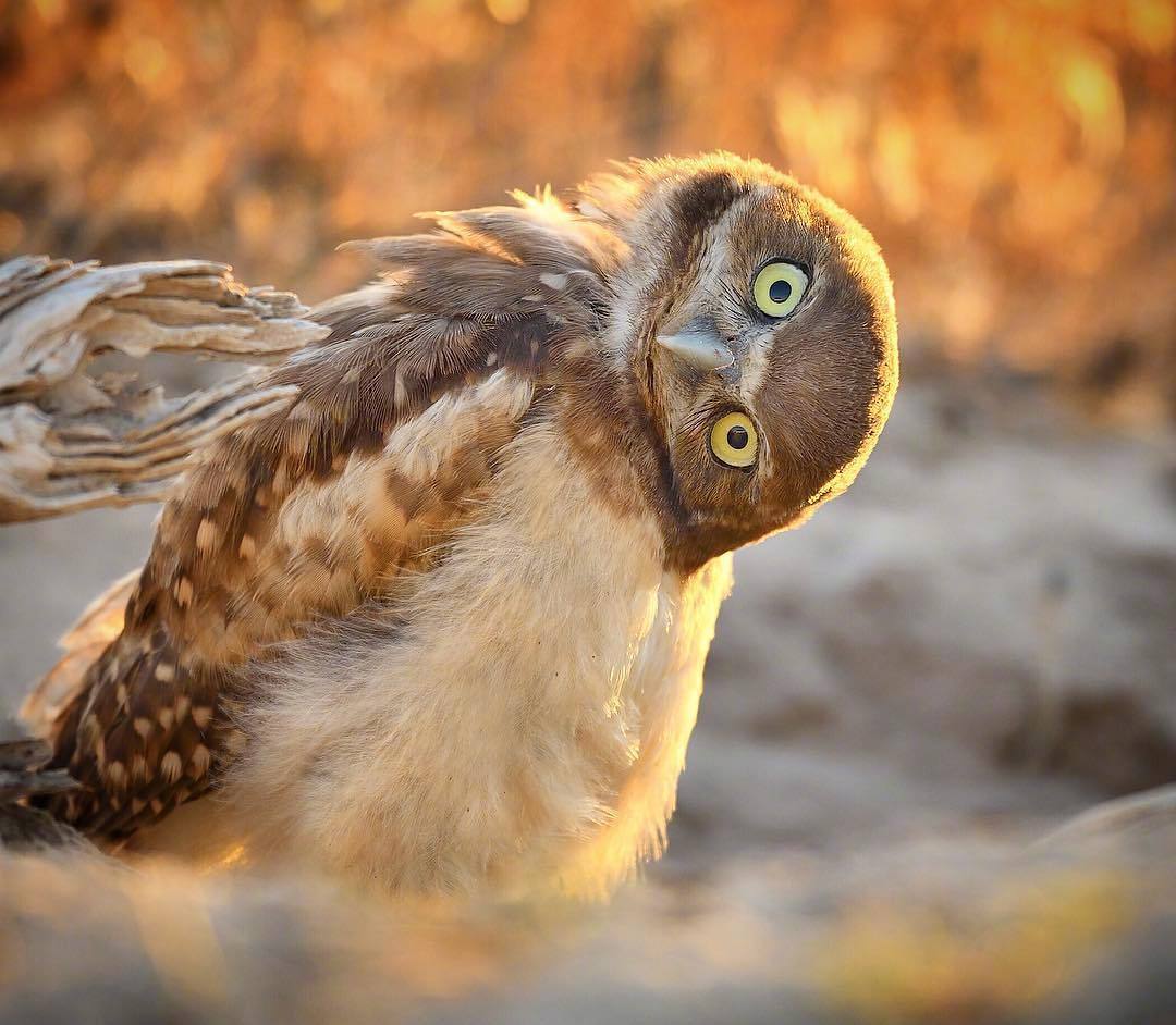 来自猫头鹰的歪头杀想不到森林卫士也会歪头卖萌ω