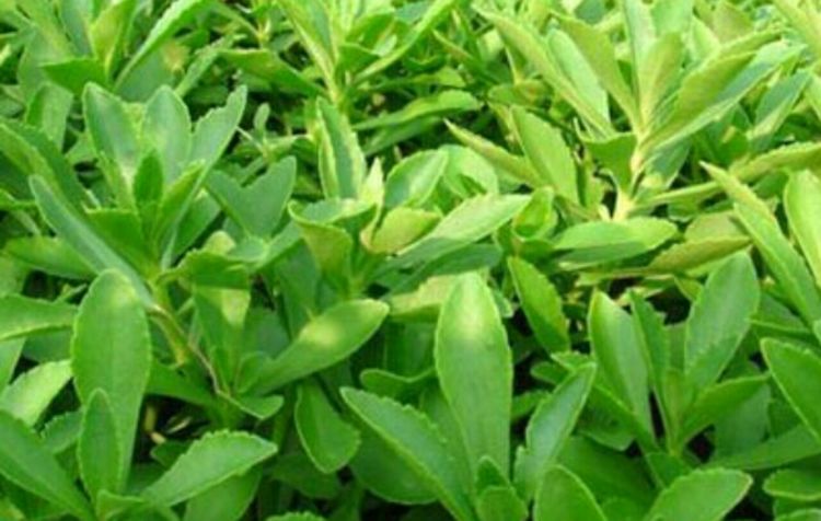 一种叫"金不换"野菜,养心安神,平肝补血,是抗肿瘤中草药之一