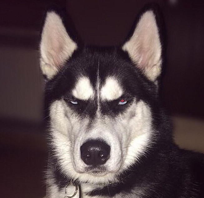 来自二哈的凝视