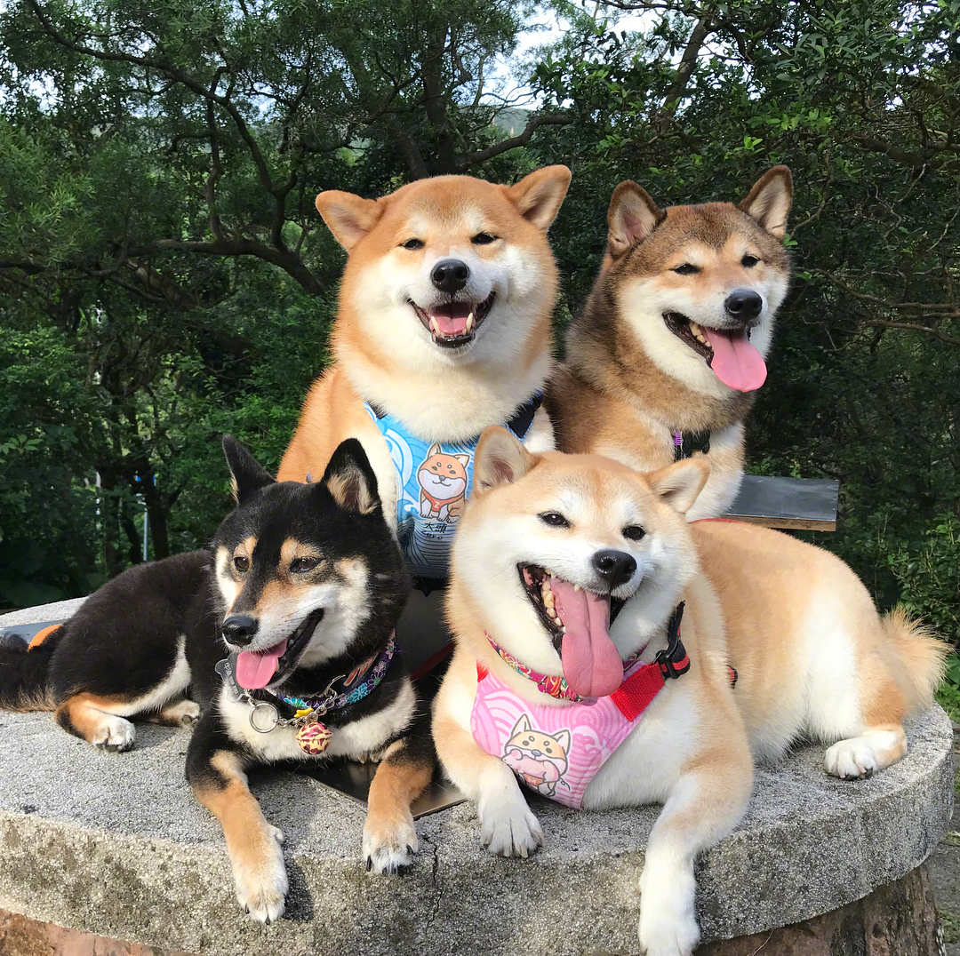 柴犬们的聚会郊游